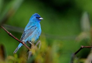 Indigo Bunting