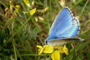 Adonis Blue  Polyommatus bellargus