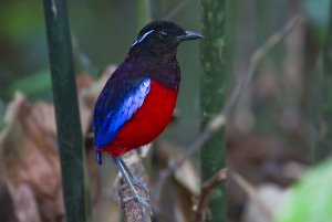 Black-and-Crimson Pitta