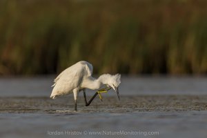 Little Egret