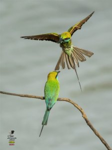 GREEN BEE- EATER