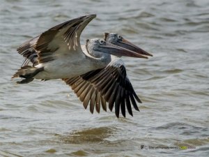 SPOT BILLED PELICANS