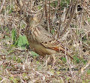 Bengal Bushlark - 2