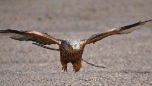 Red Kite