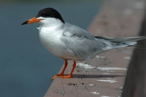 Forster's Tern