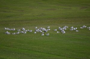 Gulls