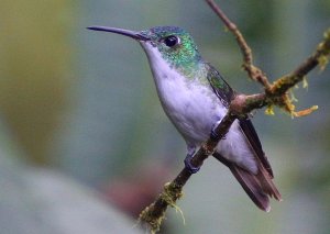 Andean Emerald