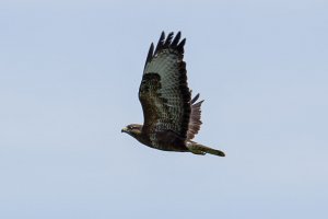 Buzzard in flight