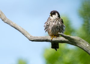 Hobby at Rest