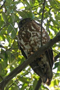 Northern Boobook Female