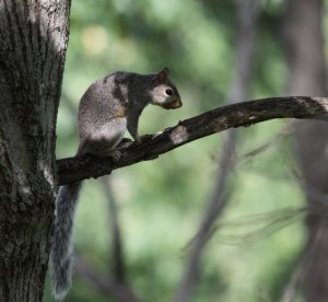 Eastern Gray Squirrel