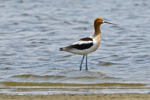 American Avocet