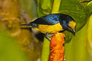 Spot-crowned Euphonia (male)