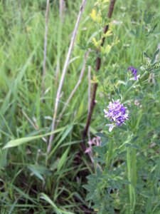 Bush Vetch.