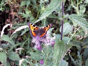 Small Tortoiseshell Butterflie.