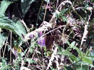 Comma Butterflie.