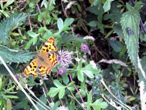 Comma Butterflie.