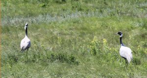 demoiselle crane