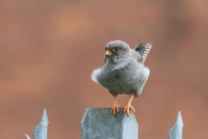 Red Footed Falcon