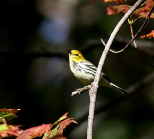 Black-throated Green Warbler