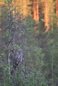 great grey owl