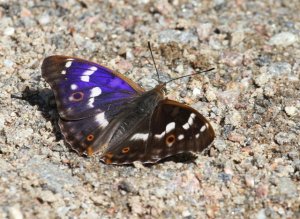 Lesser Purple Emperor