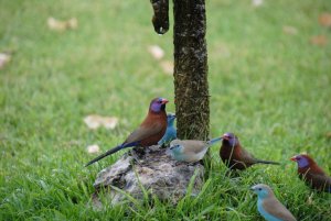 Waxbills