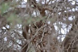 African Eagle Owl