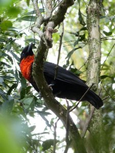 Red-ruffed Fruitcrow at Karadya Birding Bio-reserve