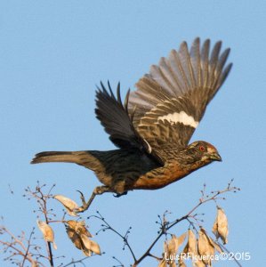 Rufous-tailed Plantcutter Male