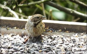 Mrs Reed Bunting