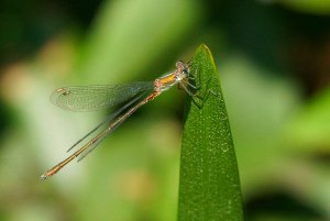 Willow Emerald Damselfly