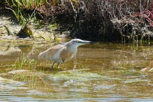 Squacco Heron