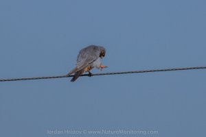 red-footed falcon