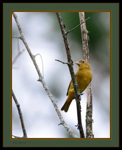 Summer Tanager, Female