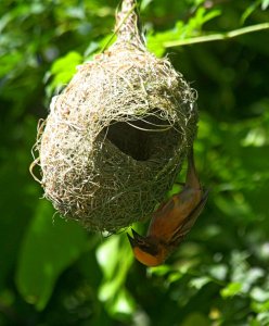 BAYA WEAVER, Ploceus philippinus