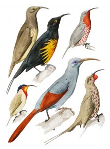 Hypothetical honeyeaters