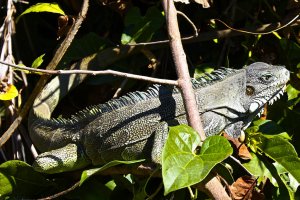 Green Iguana