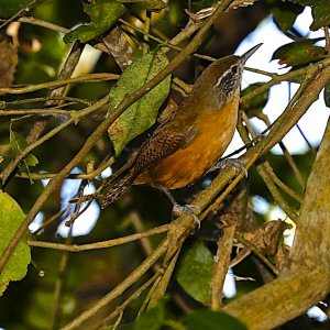 Fawn-breasted Wren