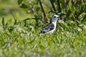 Black-backed Water Tyrant