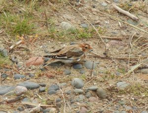 Snow Bunting