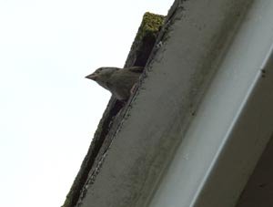 House Sparrow