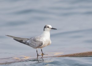 Aleutian Tern