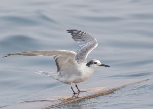 Aleutian Tern