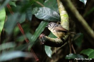 Grey-cheeked fulvetta