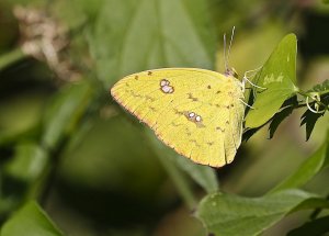 Cloudless Sulphur