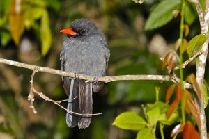 Black-fronted Nunbird