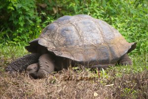 Giant Tortoise