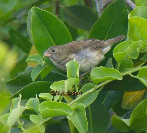 Vegetarian Finch