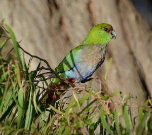 Immature Red-capped Parrot